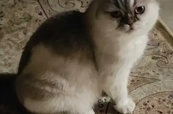 Пропала кошка, ул. Гагарина 31, Николо-Урюпино