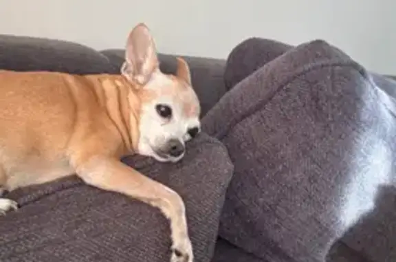 Собаки потеряшки, , фото: Потеряшка собака в Никитской Слободе