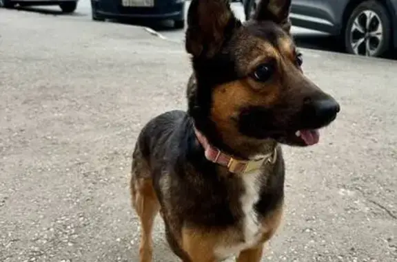 Найдена собака, Осетинская ул., Самара