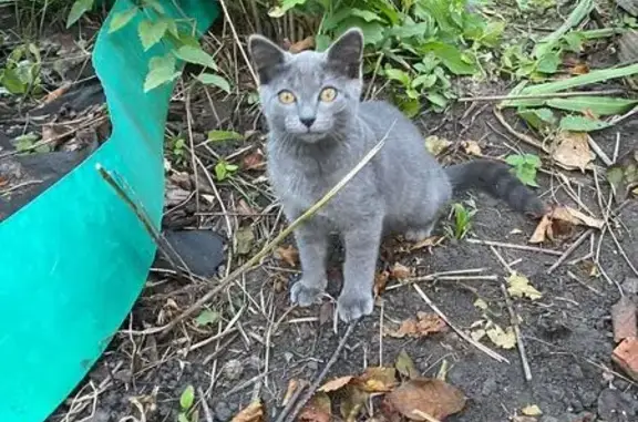 Пропала кошка, Комсомольская 10А, Чертовицы