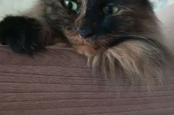 Кошки потеряшки, Рыбинск, фото: Потеряшка кошка, ул. Каляева 18, Рыбинск