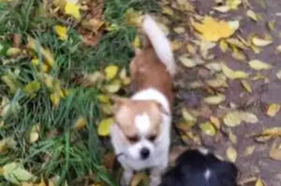 Найдена собака, Орёл, Приборостроительная