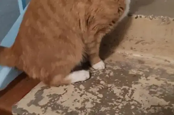 Найдена кошка, Кемерово, фото: Найден кот, Ленинградский пр., Кемерово