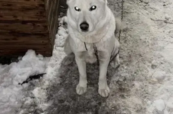 Найдена собака, Омская область, фото: Найдена лайка в Омске, Омская область