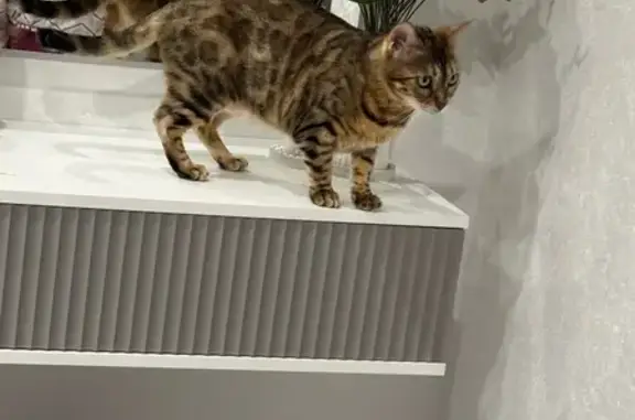 Кошки потеряшки, , фото: Потеряшка бенгальская кошка, Горнолыжная 