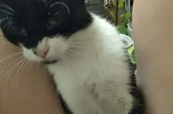 Пропала кошка на ул. Болотникова, 10