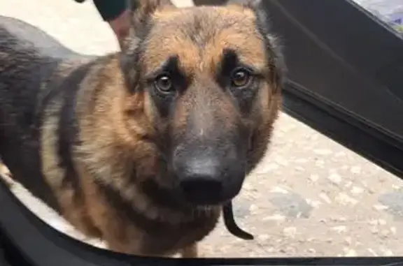 Найдена собака, , фото: Собака найдена на Ногинском шоссе