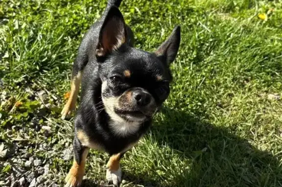 Собаки потеряшки, Запорожское сельское поселение, фото: Потеряшка собака, Московская ул, 59