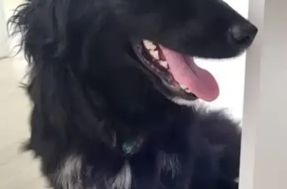 Собака найдена: ул. 7-й Гв. Дивизии, 17А