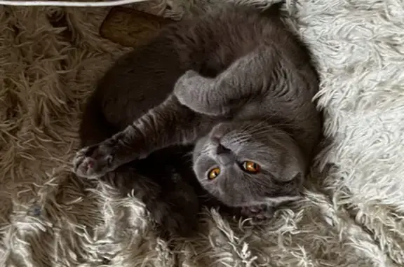 Пропала кошка, ул. Германо, Орёл