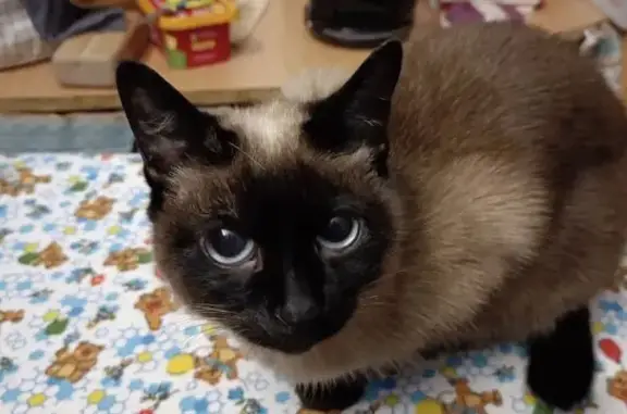 Найдена кошка, Кировск, фото: Найдена тайская кошка, Дзержинского 7А