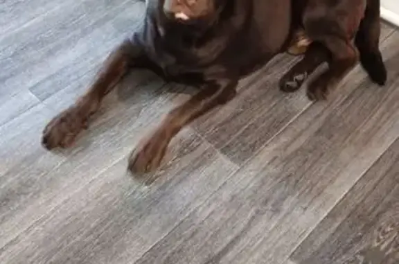 Собаки потеряшки, Красноуральск, фото: Потеряшка собака, ул. Строителей, 9, Красноуральск