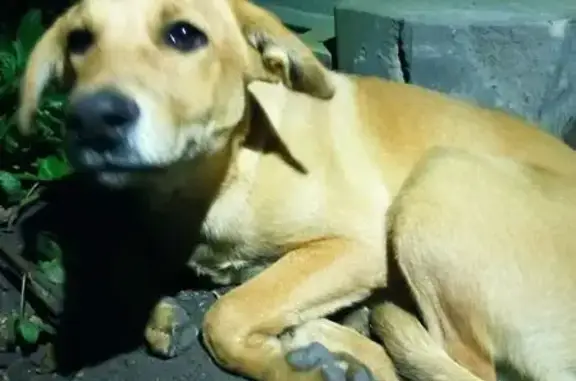 Собака найдена: Павелецкая ул., 51, Саратов