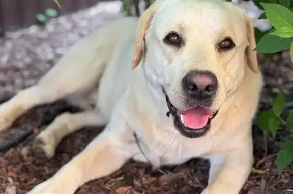 Собаки потеряшки, , фото: Потеряшка собака в Больших Кабанах, Татарстан