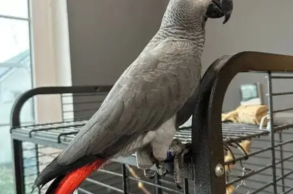 Пропала птица: ул. Цветочная, Южно-Кубанское