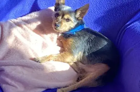 Собаки потеряшки, Москва, фото: Потеряшка собака, Северо-Восточная хорда