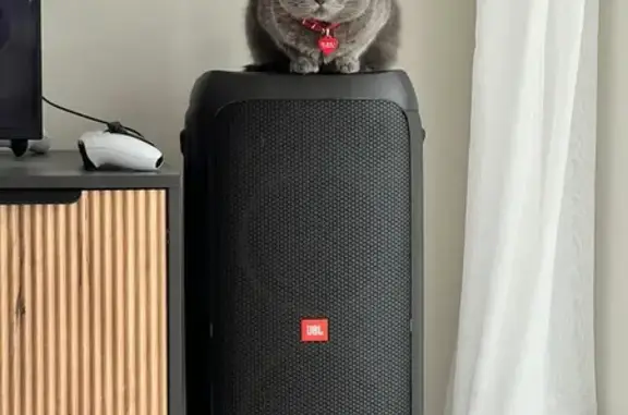 Пропала кошка, Солнечная ул. 8, Северный