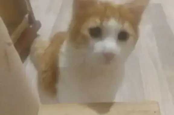 Пропала кошка 