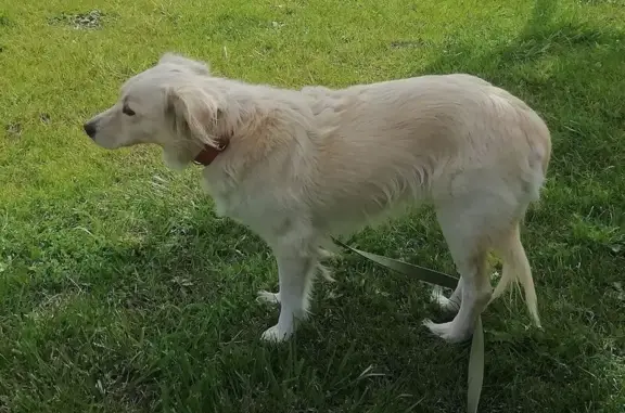 Пропала собака на ул. Ботвина, Астрахань
