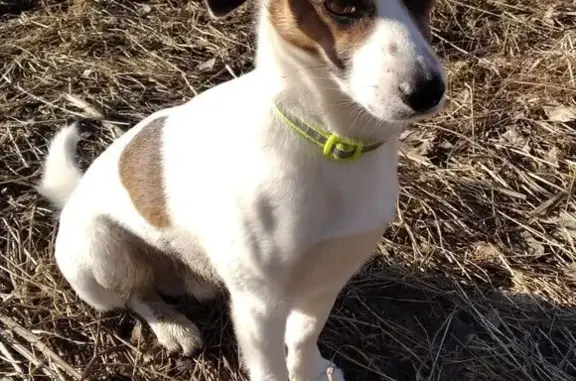 Собаки потеряшки, Санкт-Петербург, фото: Потеряшка собака, Захарова 31 к3, СПб