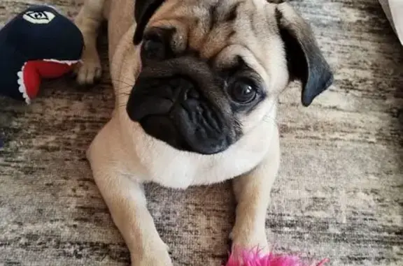 Собаки потеряшки, Брянск, фото: Потеряшка собака, ул. 9 Мая, Брянск