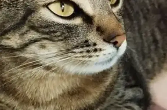 Кошки потеряшки, Пенза, фото: Потеряшка кошка, ул. 8 Марта, Пенза