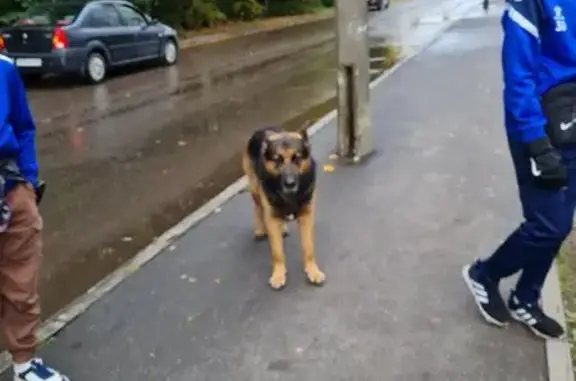 Найденные животные Гатчина, фото: Овчарка найдена, Ингербургский пр., Гатчина