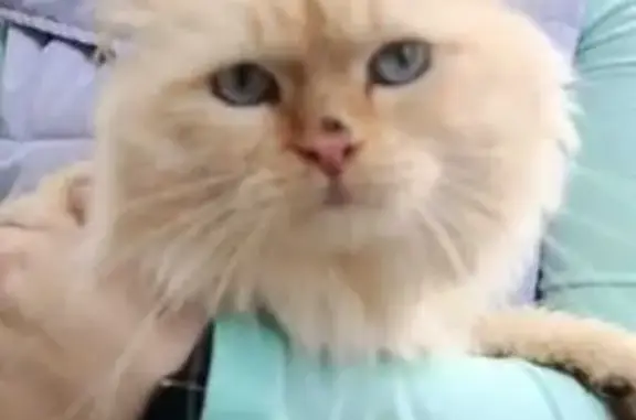 Найдена кошка, Оренбург, фото: Кошка найдена: Котова, 42, Оренбург