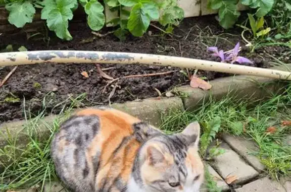 Кошка найдена у магазина 