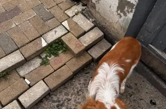 Найдена собака, Днепровская ул., 15