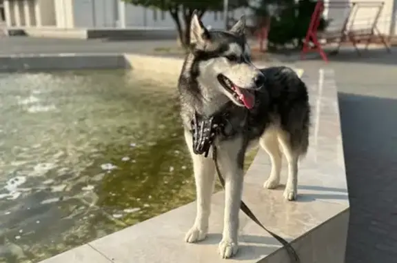 Пропала собака, ул. Бурова-Петрова, Курган