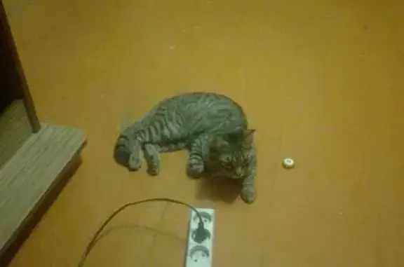 Пропала кошка, ул. Индустрии, 94А, Екб