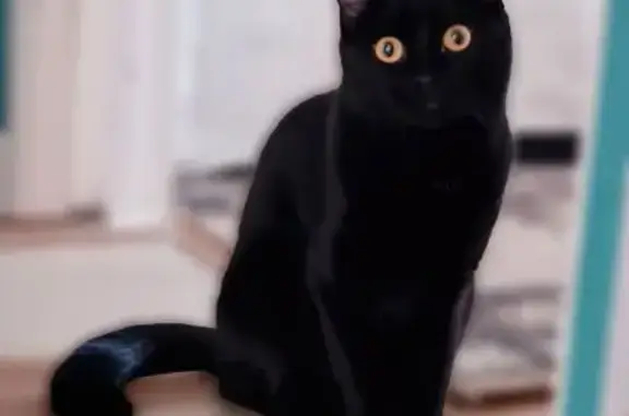 Кошки потеряшки, Нарьян-Мар, фото: Потеряшка кошка, ул. Ленина, 23А, Нарьян-Мар