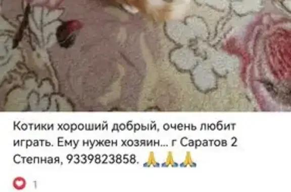 Найдена кошка, Саратов, фото: Кошка найдена, 2-я Степная, Саратов