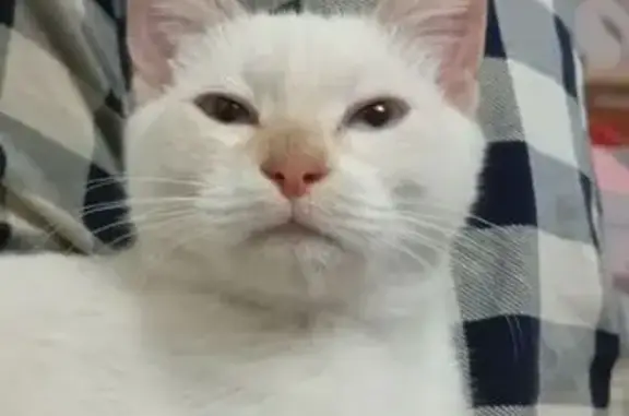 Кошки потеряшки, , фото: Потеряшка котик, Набережная ул., Нетьинка