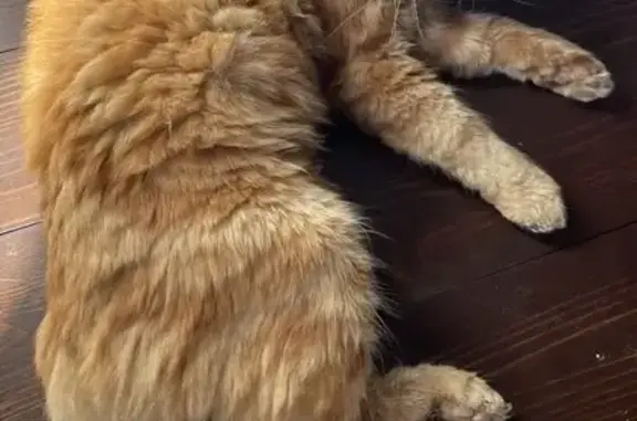 Пропала кошка, Спортивная 6, Череповец