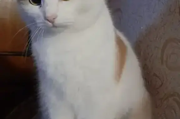 Кошки потеряшки, Павлово, фото: Потеряшка кошка, ул. Лермонтова 21, Павлово