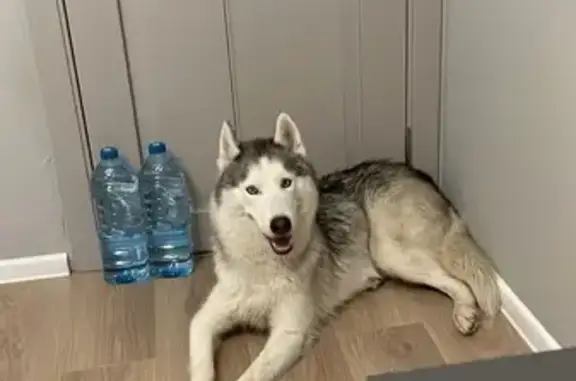 Найдена собака, Люберцы, фото: Найден хаски, Весенняя 8, Люберцы