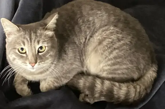 Найдена кошка, Энгельс, фото: Кот у дома: Маршала Василевского, 21, Энгельс