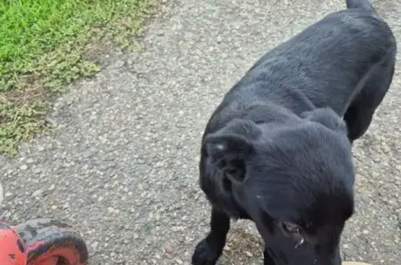 Найдена собака, Тихорецк, фото: Собака найдена: Тихорецк, Седина 59