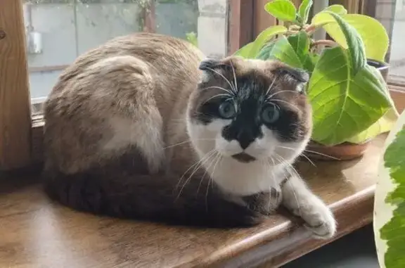 Кошка найдена: Цветная ул., 15, Курск