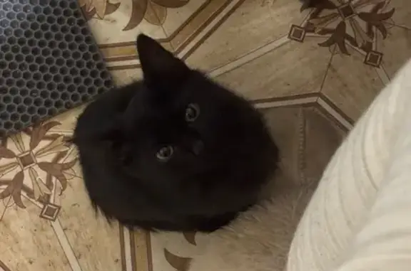 Кошки потеряшки, Собинка, фото: Потеряшка черная кошка, Красноборская 2А
