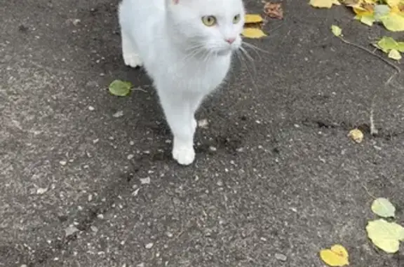 Найдена кошка, Тамбов, фото: Кошка найдена на Рабочей, 19, Тамбов