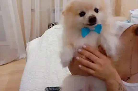 Собаки потеряшки, , фото: Потеряшка собака, 1-я Вагонников, 46