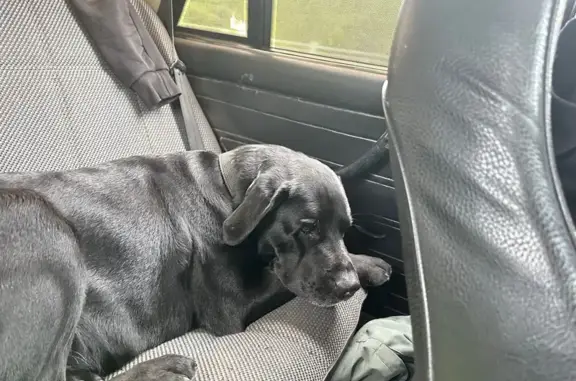 Пропала собака, Июльский пер., 23А, Брянск