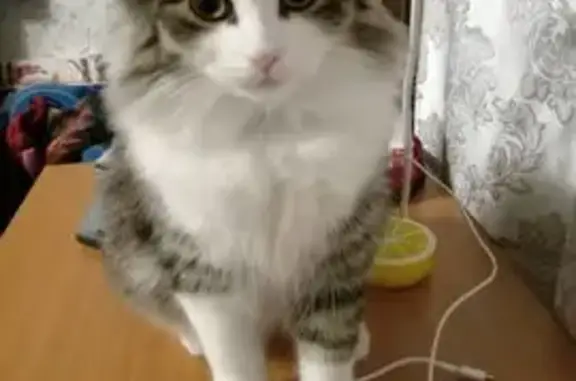 Кошки потеряшки, , фото: Потеряшка кошка, Садовая ул., 1, Рязань