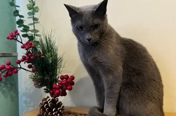 Кошки потеряшки, Сестрорецк, фото: Потеряшка кот Кузя, ул. Соколова, 28