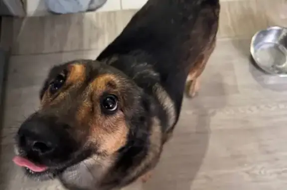 Найдена собака, Кировский р-н, Красноярск