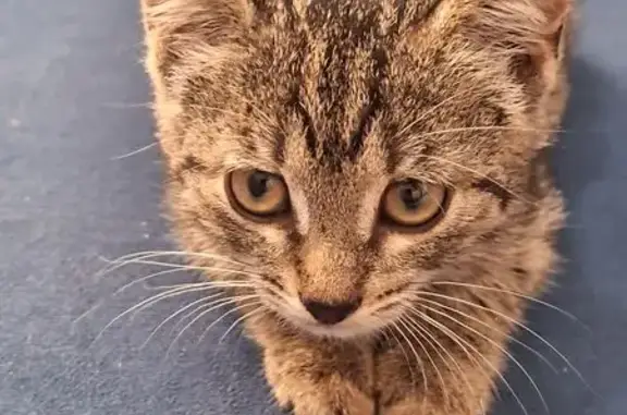 Пропала кошка, ул. Луначарского, Бор