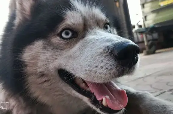 Собаки потеряшки, Черногорск, фото: Потеряшка собака, ул. Кирова 95, Черногорск